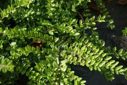 Struikkamperfoelie kopen? Lonicera nitida Maigrun | Veel gevraagd