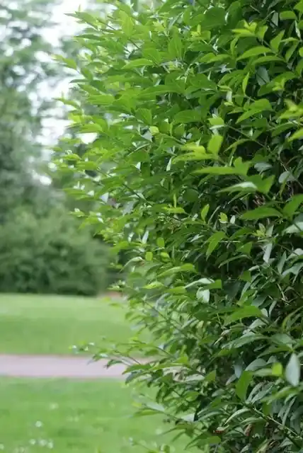 Ligusterhaag kopen? Ligustrum ovalifolium met Groeigarantie | Koop vandaag