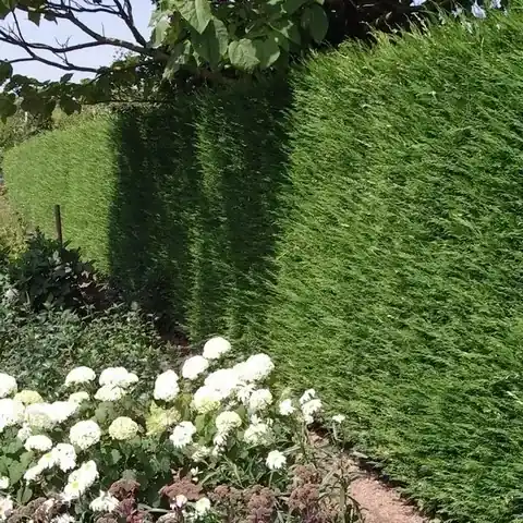 Sale | Snelgroeiende haagconifeer (Cupressocyparis leylandii)