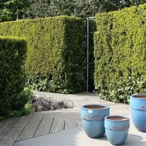 Nieuw gelanceerd | Taxus (Taxus media ‘Hicksii‘)