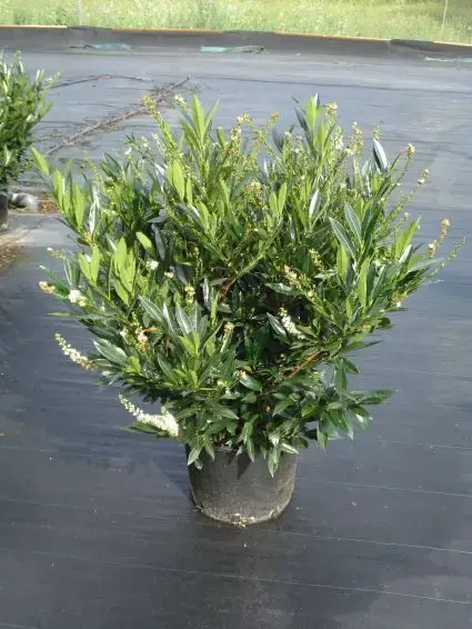 Rechtstreeks van de fabrikant - Laurier (Prunus laurocerasus ‘Otto Luyken‘)