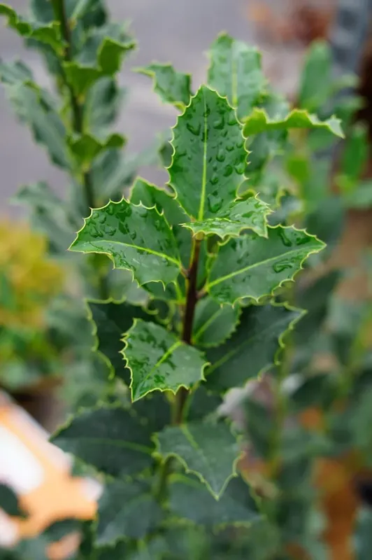 Makkelijk bestellen | Gewone Hulst (Ilex aquifolium) Bosplantsoen