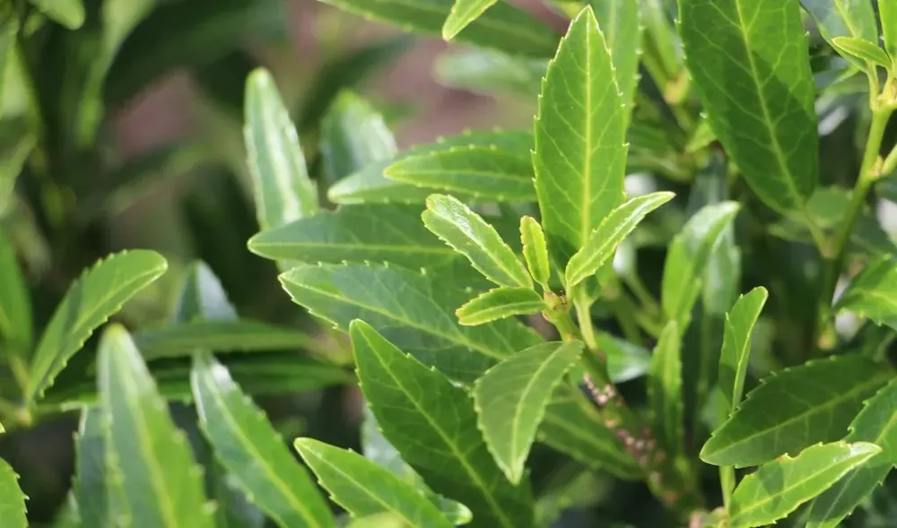Speciale deal - Laurierkers (Prunus laurocerasus ‘Sofia‘)