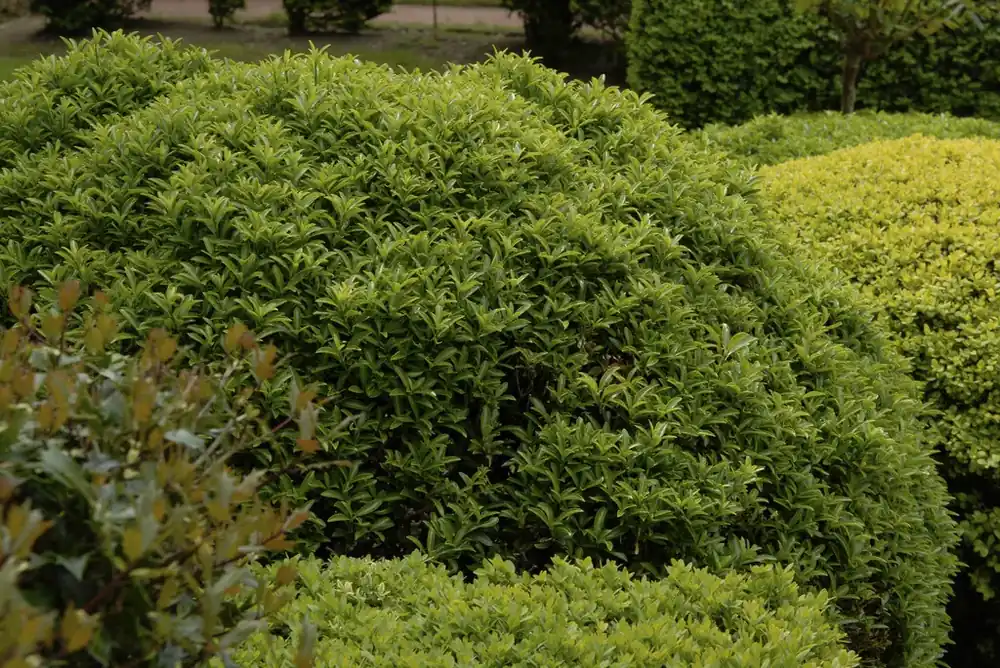 Kardinaalsmuts (Euonymus jap. ‘Microphyllus‘) | Zojuist toegevoegd