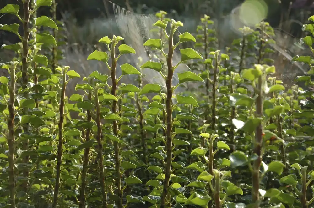 Prijsverlaging | Struikklimop (Hedera helix ‘Erecta‘)