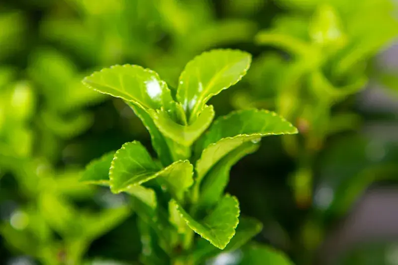 Kardinaalsmuts (Euonymus jap. ‘Green Rocket‘ ®) - Laatste kans