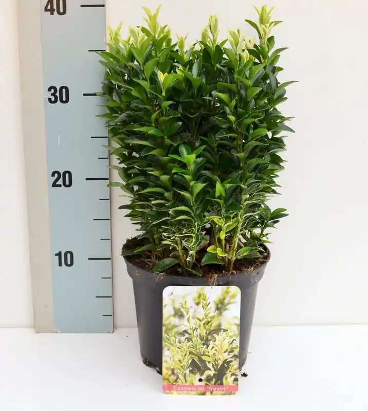 Kardinaalshoed (Euonymus jap. ‘Francien‘) | Nieuw