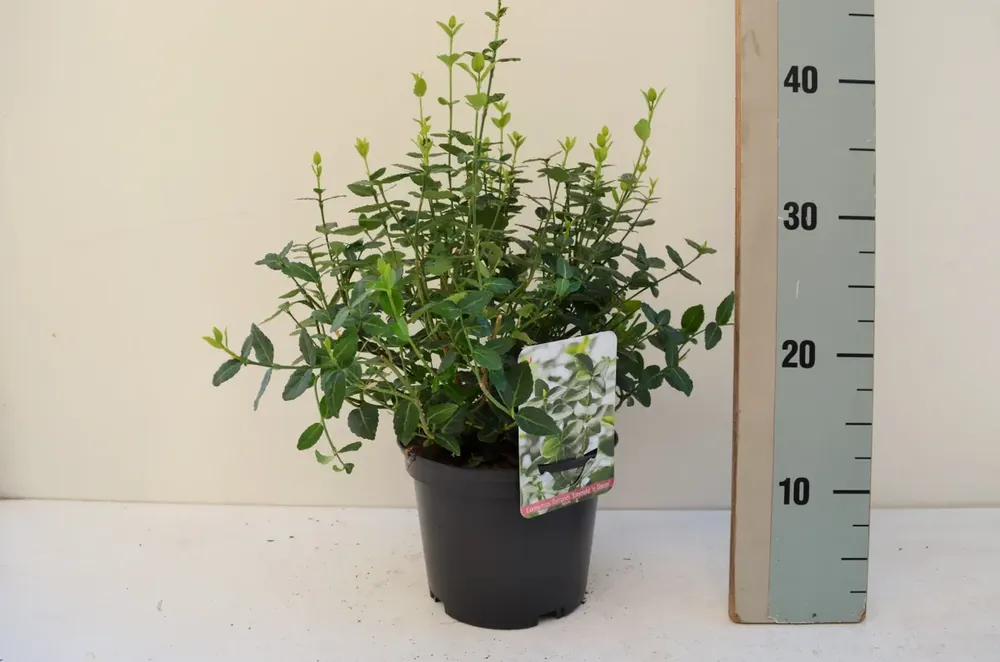 Kardinaalshoed (Euonymus fortunei ‘Emerald Green‘) - Professionele kwaliteit
