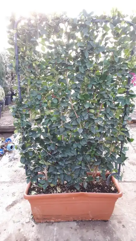 Nog maar een paar beschikbaar - Liguster als Leivorm (Ligustrum japonicum ‘Texanum‘)