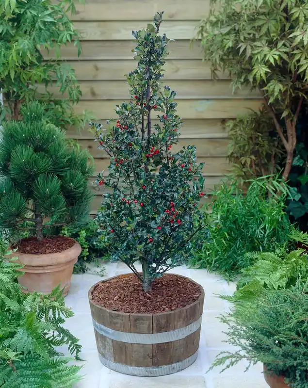 Blauwe Hulst (Ilex meserveae ‘Blue Angel‘) | Online bestelbaar