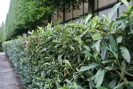 Laurier (Prunus laurocerasus ‘Zabeliana‘) - Zeer goed beoordeeld