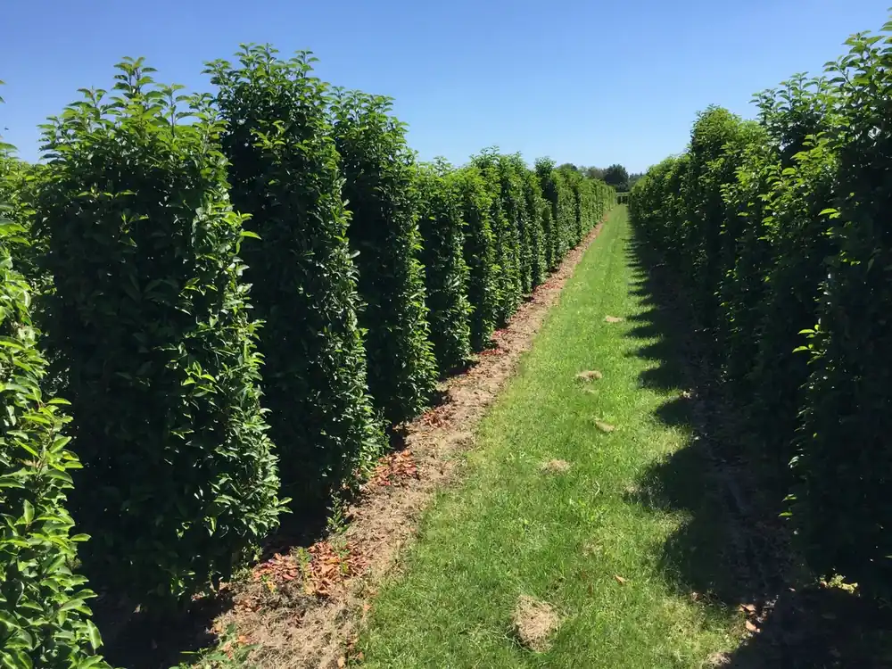 Nieuw gelanceerd - Grote Portugese laurier (Prunus lusitanica ‘Angustifolia‘)