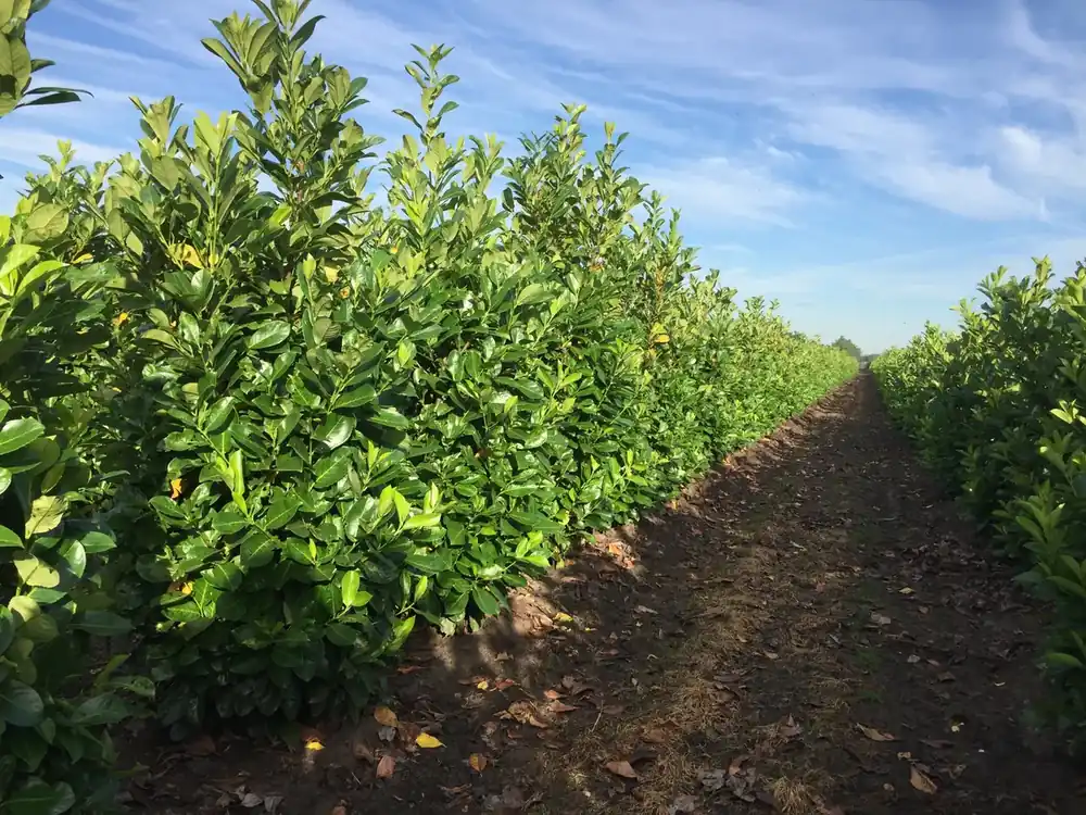Grote Laurierkers (Prunus laurocerasus ‘Rotundifolia‘) | Koop vandaag