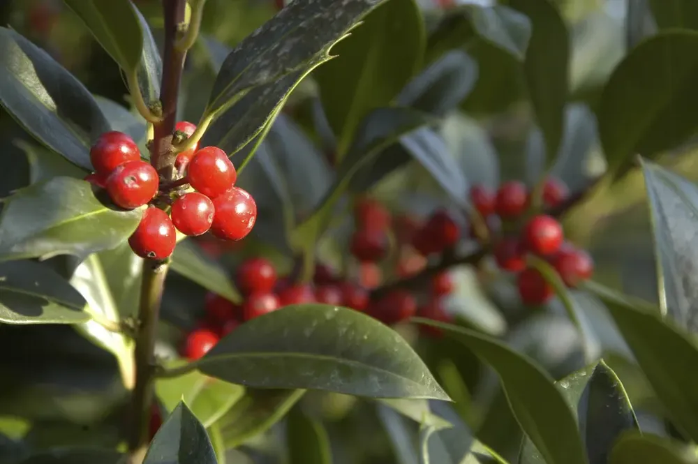 Hulst (Ilex aquifolium J.C. van Tol) - Trending