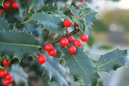 Prijsverlaging - Gewone Hulst (Ilex aquifolium)