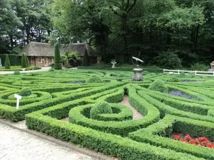 Laatste kans - Buxus voor een haag bestellen