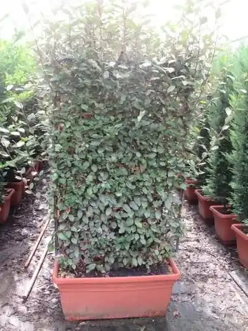 Bespaar meer | Olijfwilg als leivorm (Elaeagnus ebbingei ‘Compacta‘)