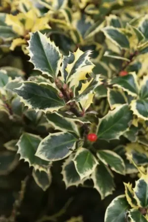 Actieprijs - Hulst (Ilex altaclerensis ‘Golden King‘)