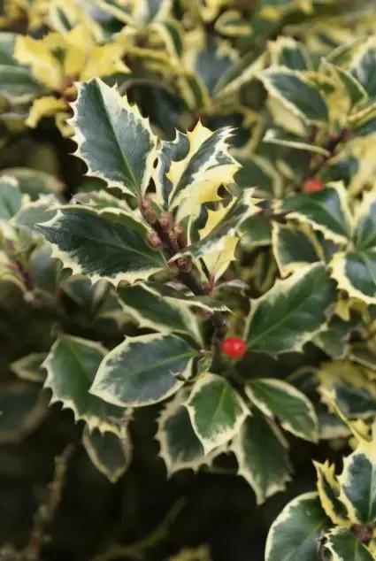 Actieprijs - Hulst (Ilex altaclerensis ‘Golden King‘)