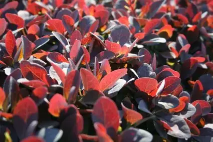 Bestseller - Zuurbes (Berberis thunbergii ‘Atropurpurea‘)