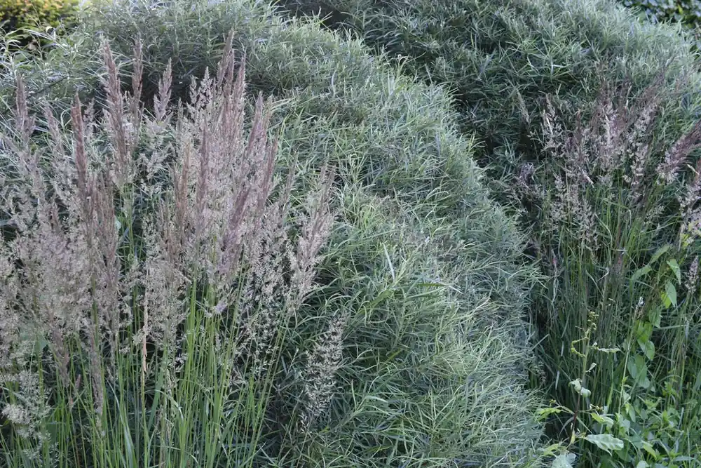 Bestel nu - Rozemarijnwilg, bosplantsoen (Salix elaeagnos ‘Angustifolia‘)