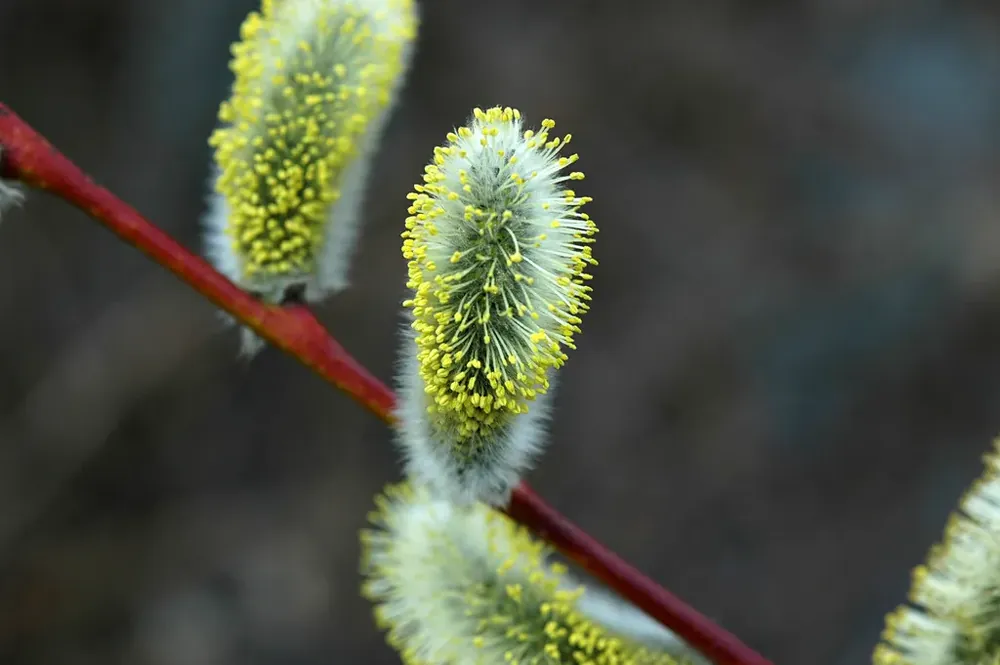 Boswilg, bosplantsoen (Salix caprea) | Bestel vandaag