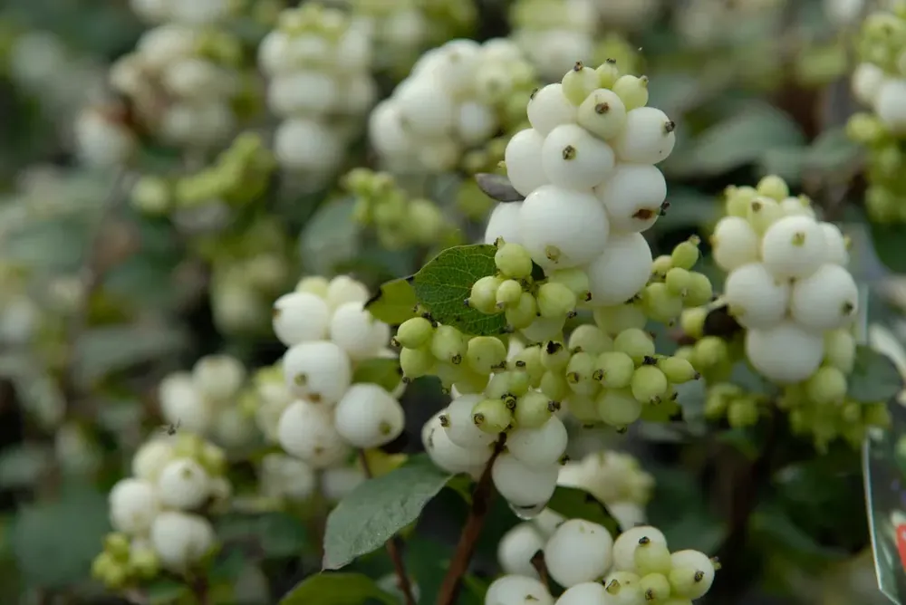 Verlaagde prijs | Sneeuwbes (Symphoricarpos ‘Magical Galaxy®)