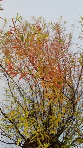 Spierstruik (Spiraea thunbergii) | Online kopen