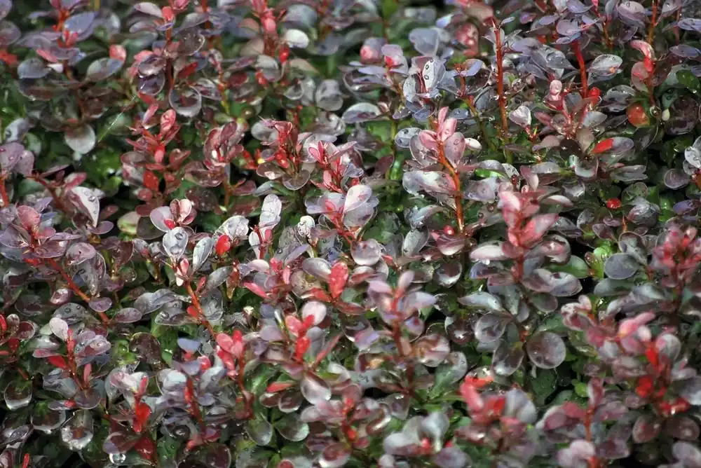 Nieuw binnengekomen | Zuurbes (Berberis thunbergii ‘Atropurpurea Nana‘)
