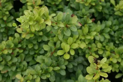 Net binnen | Zuurbes (Berberis thunbergii)