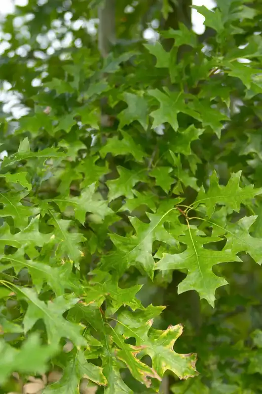 Moeraseik, bosplantsoen (Quercus palustris) | Fabrieksprijs