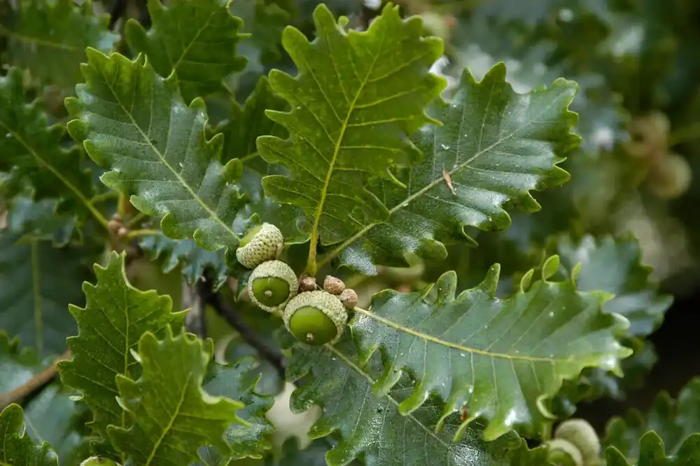 Net gelanceerd - Wintereik, bosplantsoen (Quercus petraea)