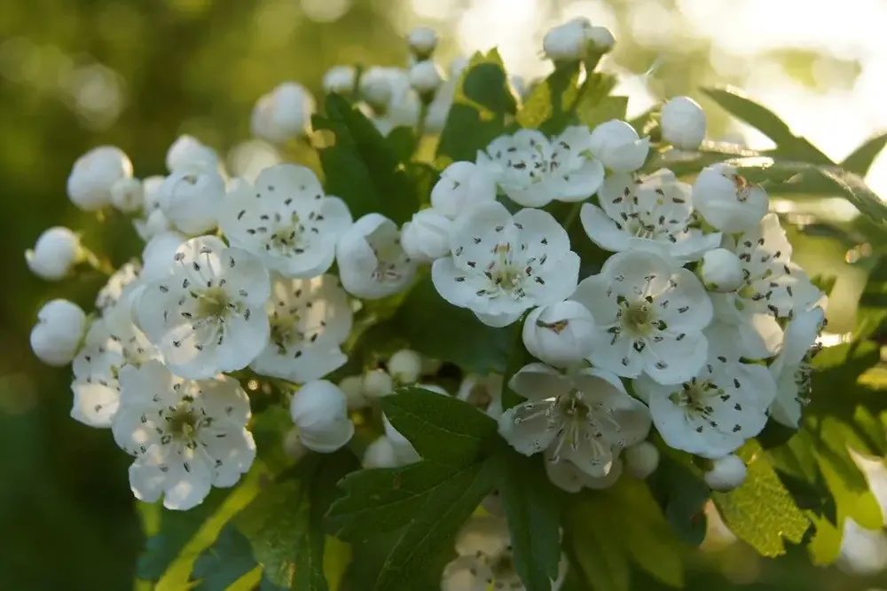 Meidoorn haag kopen? Crataegus monogyna met Groeigarantie - Beste prijs