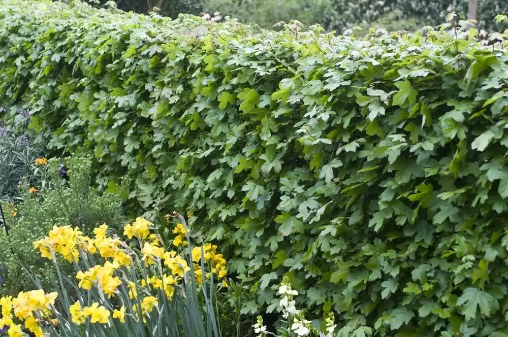 Veldesdoorn haag kopen? Acer campestre met groeigarantie - Net binnen