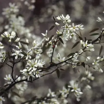 Tijdelijke aanbieding - Krentenboompje, bosplantsoen (Amelanchier lamarckii)