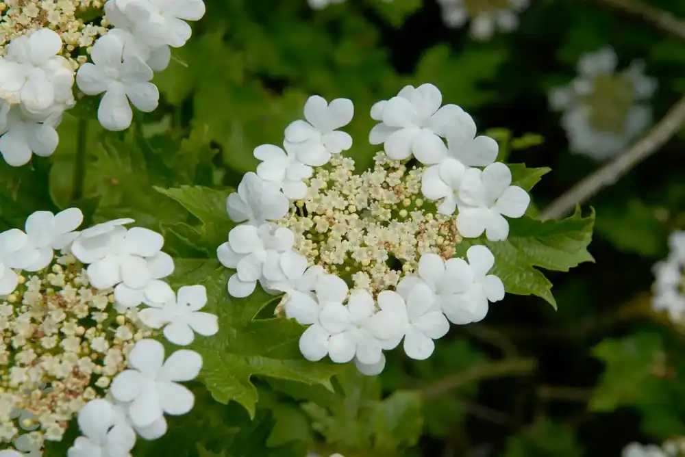 Actie - Gelderse roos (Viburnum opulus)