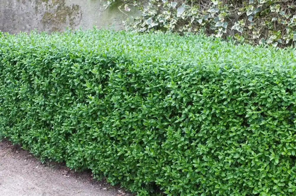 Topdeal - Groenblijvende Liguster kopen? Ligustrum Atrovirens met garantie