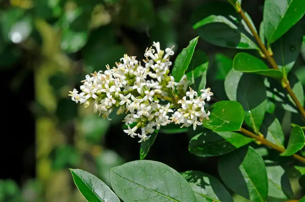 Wilde Liguster kopen? Ligustrum vulgare met groeigarantie - Direct bestellen