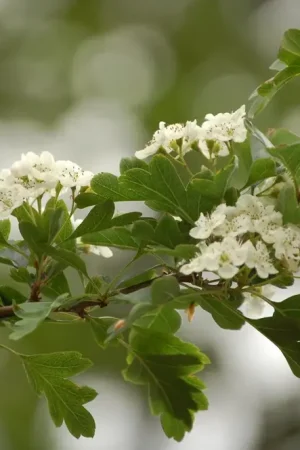 Zeeuwse haag, in pot | Nu beschikbaar