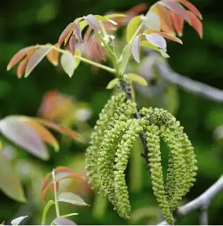 Walnoot, bosplantsoen (Juglans regia) - Bestelbaar