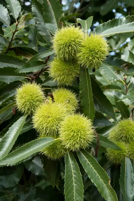 Scherp geprijsd - Tamme Kastanje, bosplantsoen (Castanea sativa)