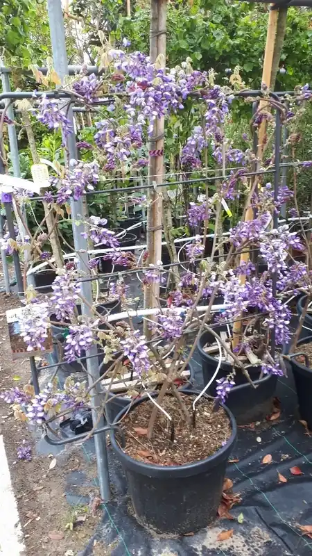 Blauwe Regen als leivorm (Wisteria brachybotrys ‘Yokohama Fuji‘) - Tijdelijk aanbod