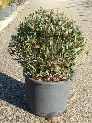 Klaar voor verzending - Steenlinde als bol (Phillyrea angustifolia)