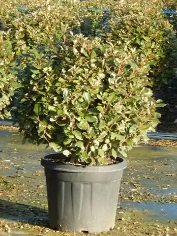 Topkwaliteit | Olijfwilg als bol (Elaeagnus ebbingei ‘Compacta‘)