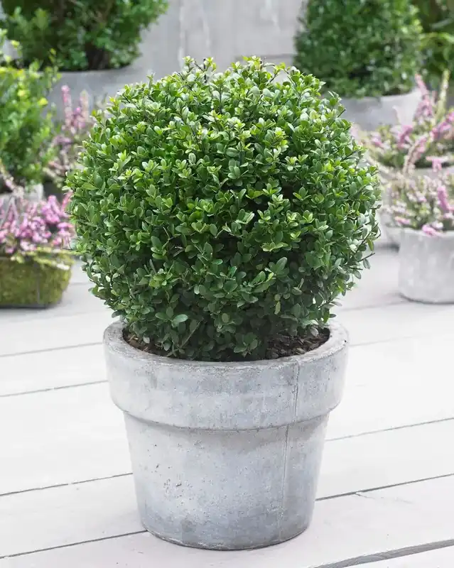 Nieuw in het assortiment | Japanse Hulst in Bolvorm (Ilex crenata ‘Dark Green‘)
