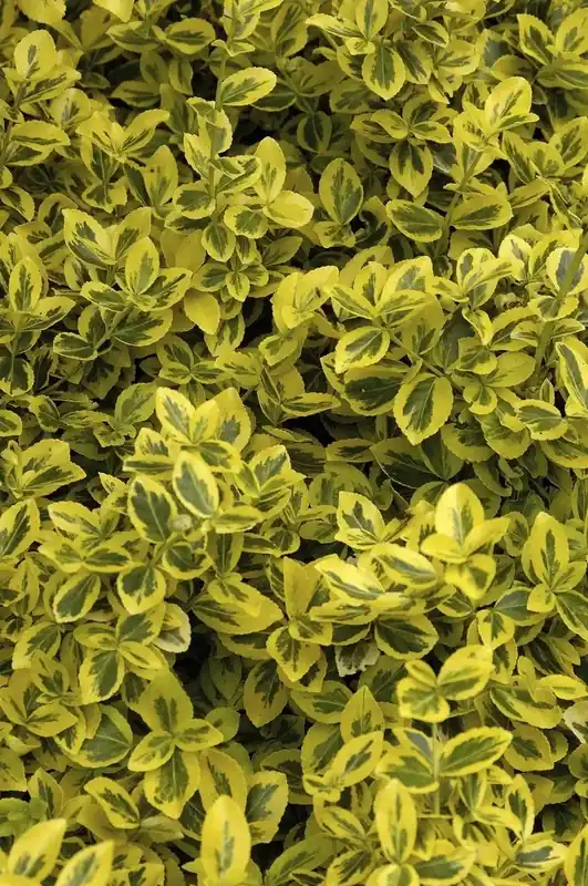 Snelle levering | Kardinaalsmuts (Euonymus fortunei ‘Emerald ‘n Gold‘)