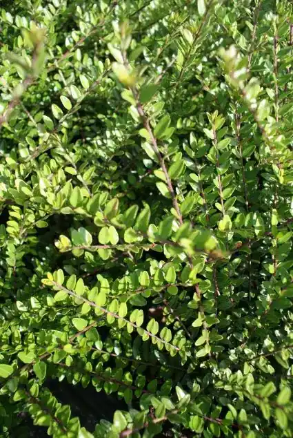 Struikkamperfoelie (Lonicera nitida ‘Elegant‘) | Scherp geprijsd