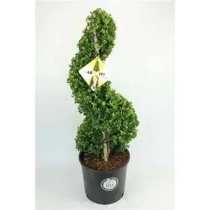 Direct leverbaar - Japanse Hulst als Spiraal (Ilex crenata ‘Dark Green‘)