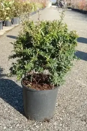 Vuurdoorn als bol (Pyracantha ‘Navaho‘) - Outlet