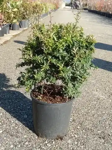 Vuurdoorn als bol (Pyracantha ‘Navaho‘) - Outlet